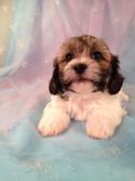 Female Teddy bear (Shih tzu Bichon) Puppy for sale #4 Born March 21st 2013|Teddy bear puppies for sale in Illinois can run double Purebredpups price